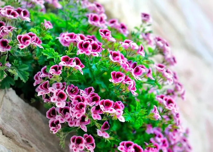 Yundantik Cunda Konaklari Ayvalik